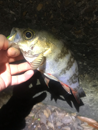 メバルの釣果