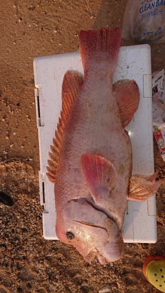 コブダイの釣果