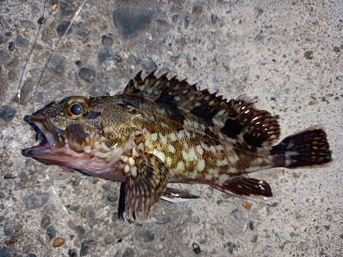 カサゴの釣果