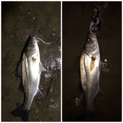 シーバスの釣果