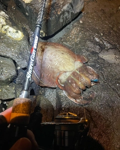 モンゴウイカの釣果