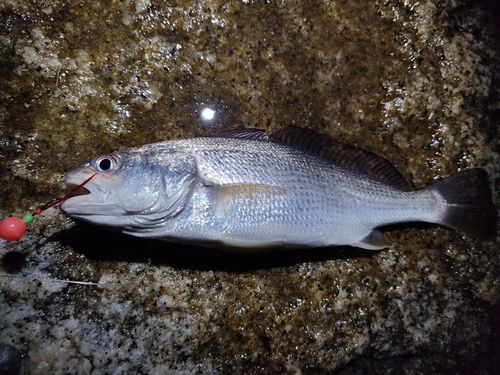 イシモチの釣果