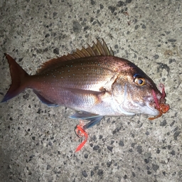 アングラ直人の釣果