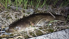 ナマズの釣果