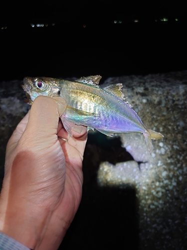 マアジの釣果