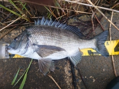 クロダイの釣果