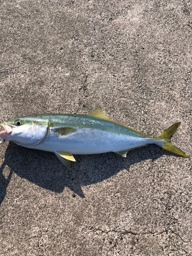 イナダの釣果