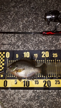ブルーギルの釣果