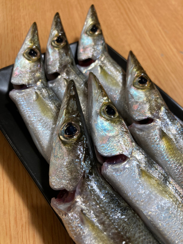 カマスの釣果