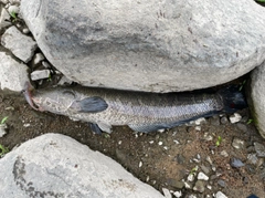 ライギョの釣果