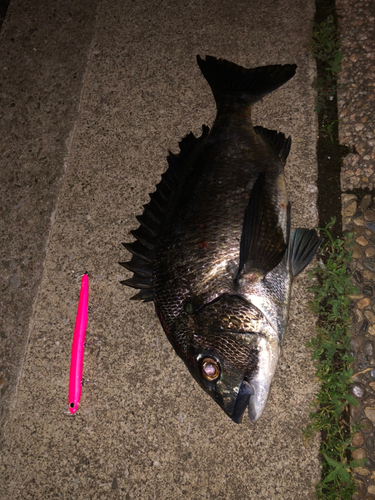 クロダイの釣果