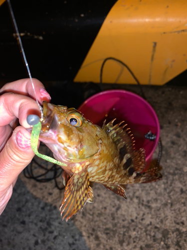 カサゴの釣果