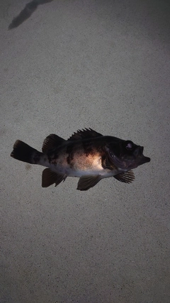 メバルの釣果