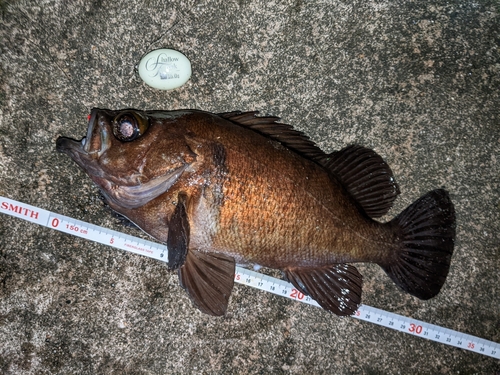 メバルの釣果