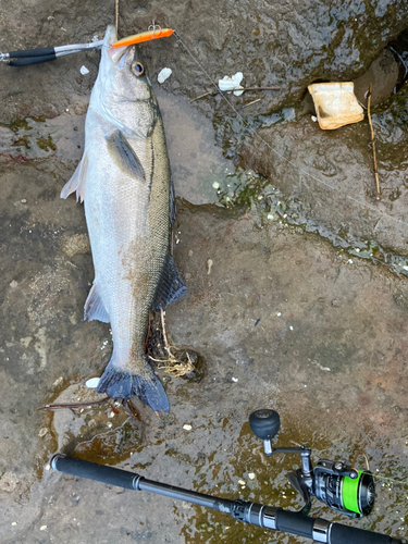 セイゴ（ヒラスズキ）の釣果