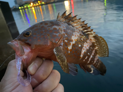 キジハタの釣果