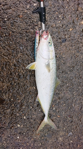 ハマチの釣果