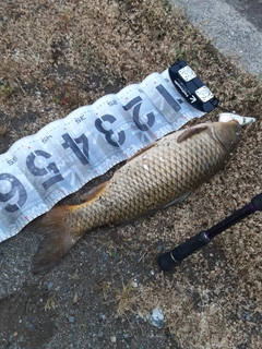 コイの釣果