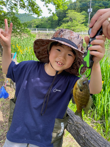 ブルーギルの釣果