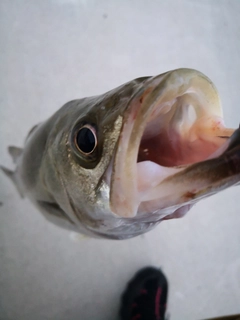 フッコ（マルスズキ）の釣果