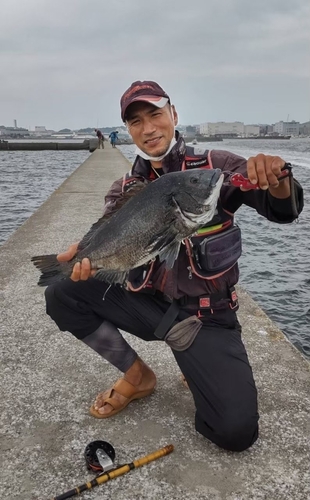 クロダイの釣果