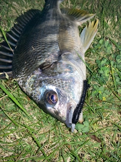 キビレの釣果