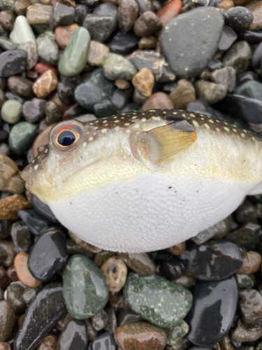 フグの釣果