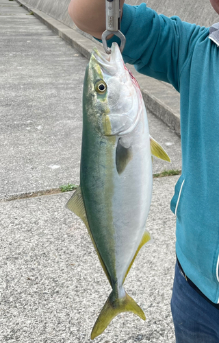 ハマチの釣果