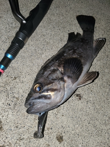 ソイの釣果