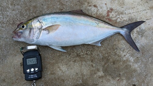 カンパチの釣果