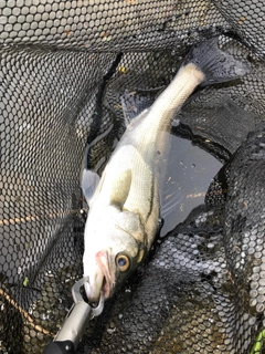 フッコ（マルスズキ）の釣果