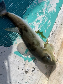 シロサバフグの釣果