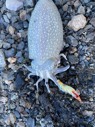 コウイカの釣果