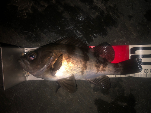 シロメバルの釣果