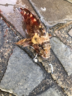 カサゴの釣果
