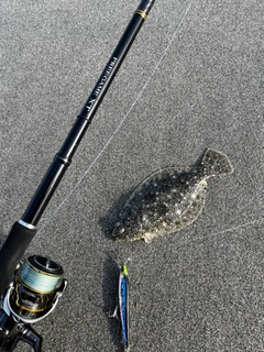 ソゲの釣果