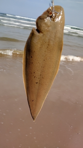 シタビラメの釣果