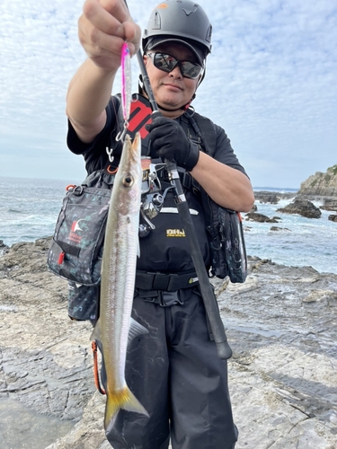 アカカマスの釣果