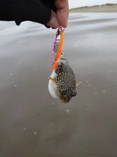 フグの釣果