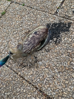 モンゴウイカの釣果