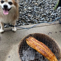 ウナギの釣果