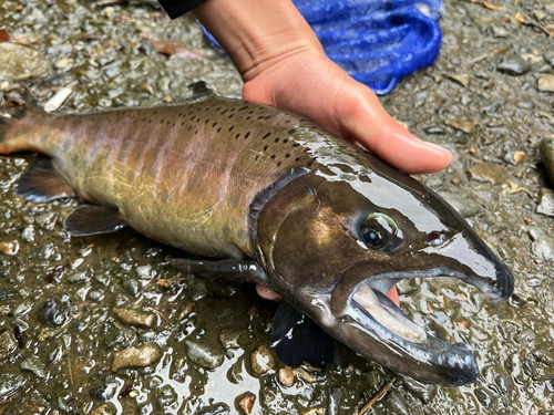 ヤマメの釣果