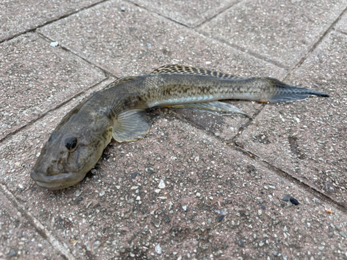 ハゼの釣果