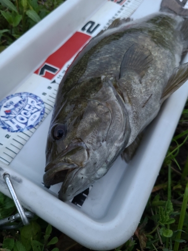 スモールマウスバスの釣果