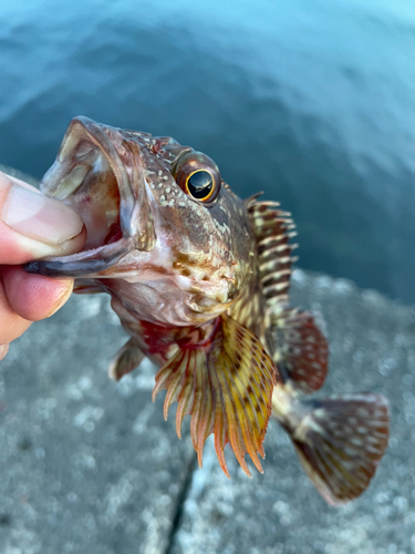 ガシラの釣果