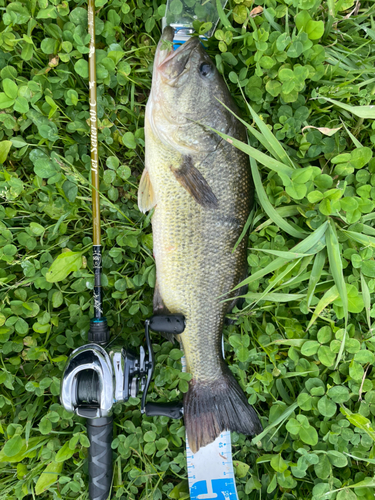 ブラックバスの釣果