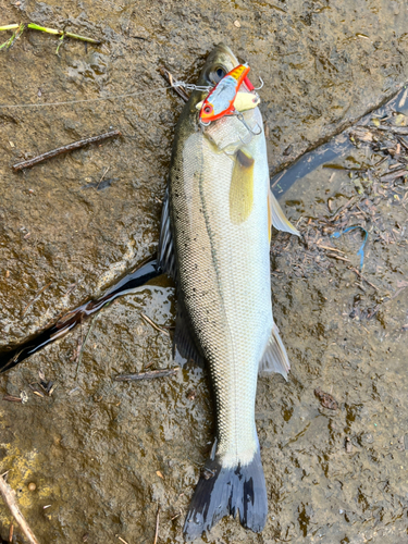 セイゴ（マルスズキ）の釣果