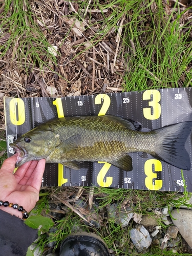 スモールマウスバスの釣果