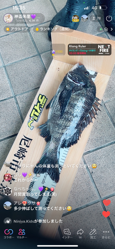 チヌの釣果