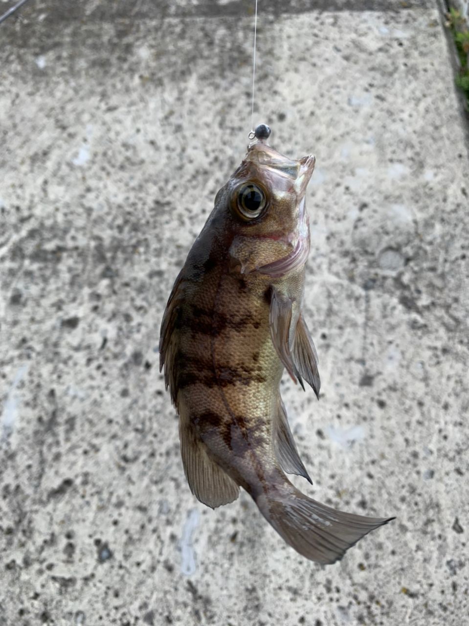 メバル
